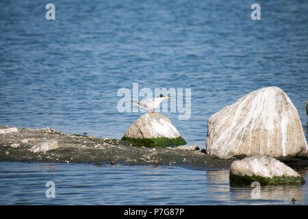 Fiume Tern (sterna aurantia) su roccia Foto Stock