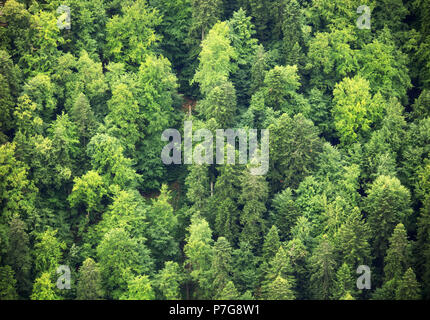 Foresta verde, vista aerea Foto Stock