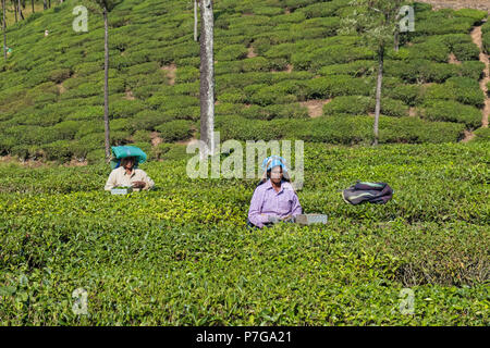 Valparai, India - 8 Marzo 2018: Station Wagon lavoratori clipping cespugli di tè in una fase precoce in crescita per aumentare la resa del prodotto Foto Stock