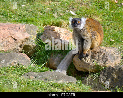 Femmina nera lemur macaco (il Eulemur macaco) seduto sulla roccia. Il maschio è nero Foto Stock