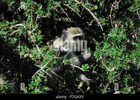 Close up di un selvaggio bianco di fronte monkey munching su le fioriture di un thorn bush nel deserto del Sud Africa. Foto Stock