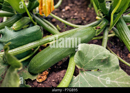 Zucchine organico Homegrown fioritura e frutti maturi di zucchine in un orto Foto Stock