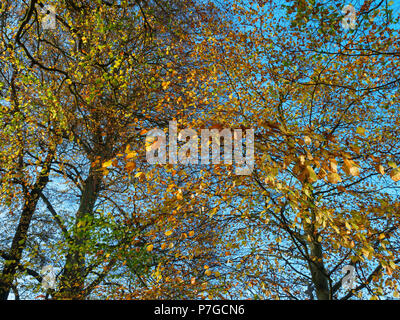 Colori dell'autunno nelle faggete miste a William Wallace statua, Bemersyde station wagon, vicino a Dryburgh in Scottish Borders. Statua e percorso sono ope Foto Stock