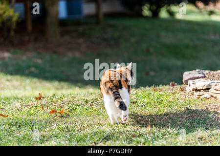 Torna all'aperto di Gatti calico fuori a camminare nel giardino, curiosi di fronte o retro cortile di casa o casa, prato verde erba, Foto Stock