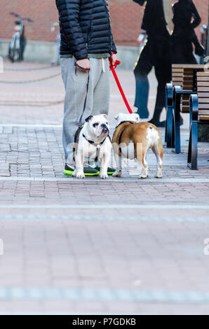 Charlottesville, Stati Uniti d'America - 10 Gennaio 2015: due bulldog cani con proprietario permanente sulla strada su Main Street Mall in downtown, Virginia Foto Stock