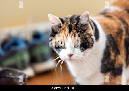 Gatta Calico in piedi da scarpe sneakers cercando con espressione divertente, grandi occhi Foto Stock