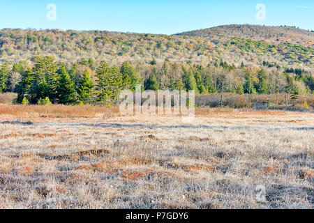 Paesaggio di gelo, frosty bianco campo invernale prato con boccole, luce del sole di mattina nel deserto di mirtillo palustre nelle radure bog, West Virginia e coperto di ghiaccio p Foto Stock