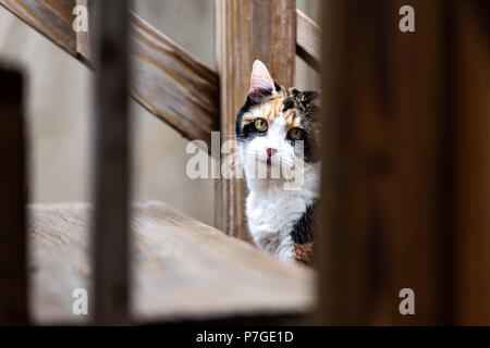 Gatta Calico seduto su home, casa di legno, ponte di legno scale, passaggi guardando dietro attraverso la ringhiera, barre di recinzione in primo piano Foto Stock