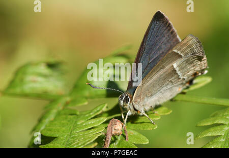 Un incredibile viola Hairstreak Butterfly (Favonius quercus) appollaiate su una foglia bracken nel bosco nel Regno Unito. Foto Stock