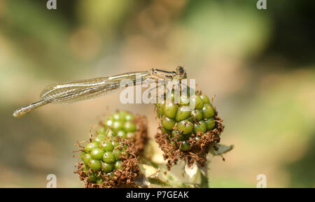 Un recentemente emerse sorprendenti blu comune Damselfly (Enallagma cyathigerum) appollaiate su un verde di Blackberry. Foto Stock