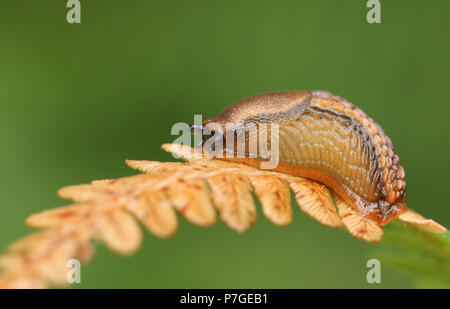 Un grazioso Dusky Slug (Arion subfuscus) appollaiate su una foglia bracken nel bosco. Foto Stock