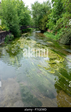 Vista lungo il fiume Avon a Salisbury WILTSHIRE REGNO UNITO Foto Stock