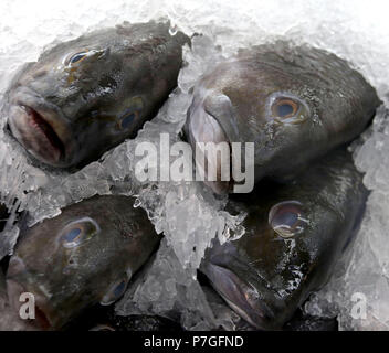 Spigola su ghiaccio al mercato del pesce Foto Stock