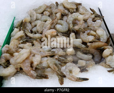 Materie gamberi di allevamento su ghiaccio al mercato di frutti di mare Foto Stock