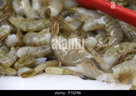 Materie gamberi di allevamento su ghiaccio al mercato di frutti di mare Foto Stock