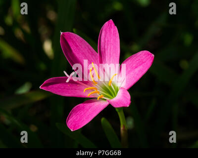 Carinata zaphyranthes fiore, noto anche come rosepink lily, zephyr lily o fiore a pioggia , bright rose rosa sei petali fiore con stami e stile Foto Stock