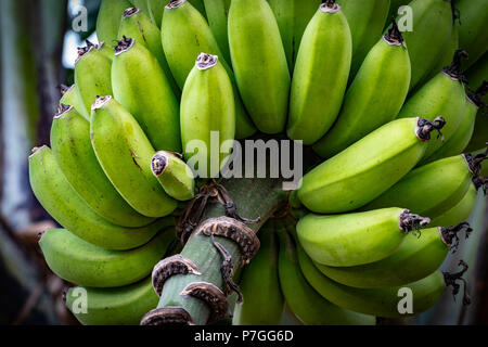 I grappoli di banane verdi appesi da albero in St Elizabeth, Giamaica Foto Stock
