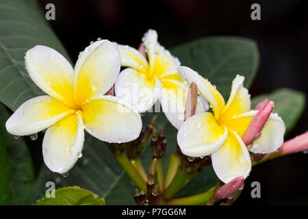 Fiori di plumeria in fiore, noto anche come frangipani, in colori bianchi e gialli Foto Stock