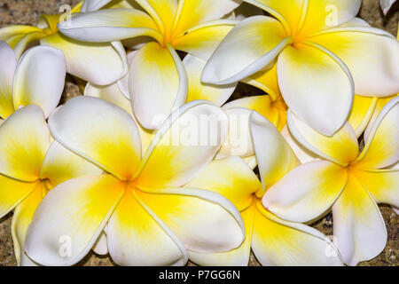 Plumeria fiori in bianco e giallo, noto anche come frangipani Foto Stock