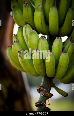 I grappoli di banane verdi appesi da albero in St Elizabeth, Giamaica Foto Stock