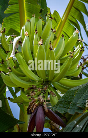 Grande grappolo di verde giovane piantaggine sul suo albero, assomiglia a banane, ma di dimensioni più grandi. Può essere fritto, cotto, grigliate, bollito o quando è verde o maturi Foto Stock