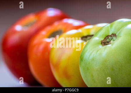 Pomodori a diversi stadi di maturazione. Concetto. La messa a fuoco è il pomodoro verde. Gli stadi sono verde e poi girando quindi luce in rosso e poi in rosso. Foto Stock