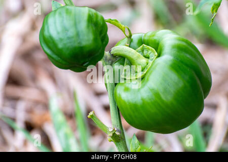 Giamaicano verde Peperoni noto anche come peperoni appesi da piante in giardino. Foto Stock