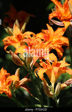 Doppia Hemerocallis arancione. La bella testa di fiori della pianta conosciuta anche come un giorno Lilly. Foto Stock