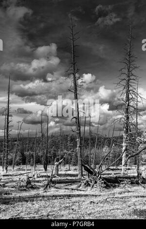 Albero morto e termale calda primavera nel Parco Nazionale di Yellowstone. La fotografia in bianco e nero. Foto Stock