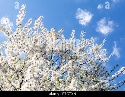 Bianco Ciliegio prugna fiori o Prunus xerasifera fiori ciliegio blossom. Ciliegio rami ricoperti di fiori bianchi contro la molla blu s Foto Stock