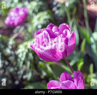 Magnifica viola Double Fine Tulipani (peonie fiorite tulipani) genere tulipa specie ibrida sotto la mattina sole primaverile. Foto Stock