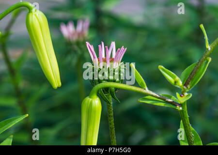 Gli inizi di un viola coneflower circondato da tiger non aperti gigli Foto Stock