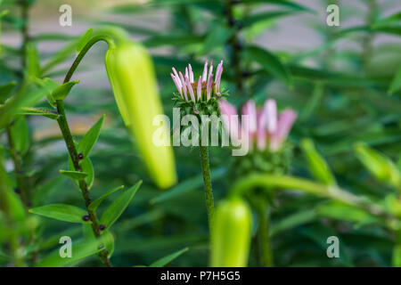 Gli inizi di un viola coneflower circondato da tiger non aperti gigli Foto Stock