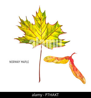 Autumn Leaf - Norvegia acero. Autunno Foglia di acero isolato su uno sfondo bianco. Illustrazione ad acquerello Foto Stock