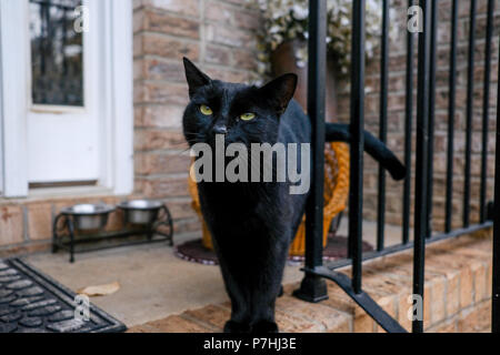 Affamato gatto nero attende per cibo sul portico Foto Stock