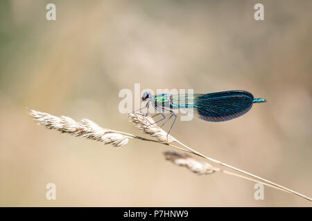 Dragonfly seduto sulla punta di erba spikelet Foto Stock