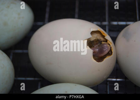 Un piccolo anatroccolo portelli dalle uova in incubatrice. L'inizio della nascita di una nuova vita. Foto Stock