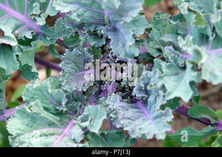 Nuova kalette vegetale una croce ibrida tra Kale e Bruxelles germogli che crescono in un giardino di campagna in estate in campagna GALLES REGNO UNITO KATHY DEWITT Foto Stock