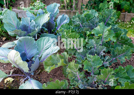 Nuova Kalette vegetale una croce ibrida tra Kale e Bruxelles Germogli che crescono le brassiche in giardino da cavolo viola in estate GALLES REGNO UNITO KATHY DEWITT Foto Stock