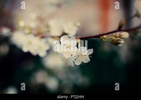 Bianco Ciliegio fiori o Prunus cerasus fiori ciliegio blossom. Primo piano del bianco fiori di ciliegio, soft focus, effetto vintage. Foto Stock