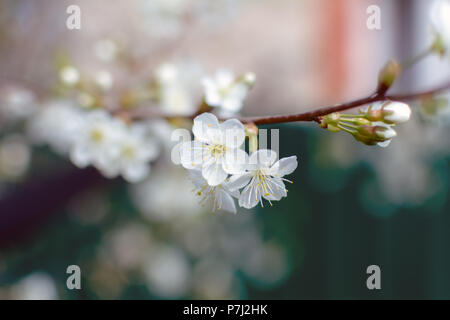 Bianco Ciliegio fiori o Prunus cerasus fiori ciliegio blossom. Primo piano del bianco fiori di ciliegio, soft focus. Foto Stock