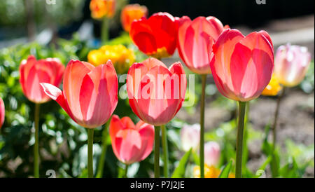 Il classico rosso tulipani nel giardino. Ibridi di Darwin Oxford tulipani contro il luminoso sole primaverile. Tulipani rossi look trasparente con il sole di mattina sife Foto Stock
