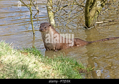 British Lontra Lutra lutra Surrey, Captive Foto Stock