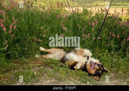 Ritratto di funny pastore australiano cane nel prato selvatico Foto Stock