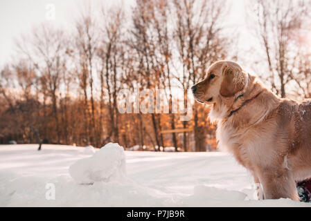 Il golden retriever cane in piedi nella neve Foto Stock