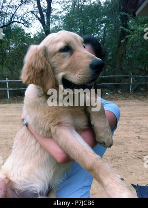 Donna che mantiene il suo 5 mese vecchio Golden Retriever cucciolo Foto Stock