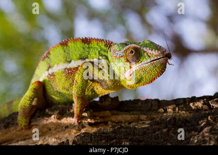 Chameleon panther sul ramo Foto Stock