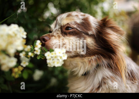 Merle Chihuahua cane profumati fiori in un giardino Foto Stock