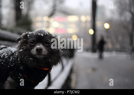 Cane Chihuahua in piedi su una panchina nella neve, Manhattan, New York, Stati Uniti Foto Stock