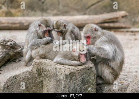 Quattro scimmie toelettatura ogni altro, Indonesia Foto Stock